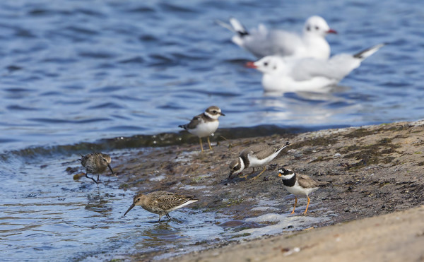 MUUTAMA TYLLI JA SUOSIRRI