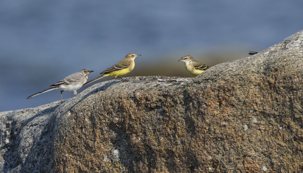 VÄSTÄRÄKKEJÄ JA KELTAVÄSTÄRÄKKEJÄ ON MUUTOLLA PIKKU PARVISSA