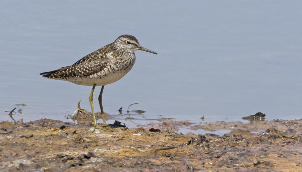 LIRO ON TAVANOMAINEN NÄKY
