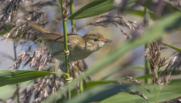 PARI NUORTA LUHTAKERTTUSTA NÄYTTÄYTYI PESIMÄALUEEN REUNARUOVIKOSSA