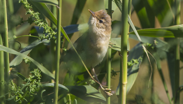 luhtakerttunen_02_Korppoo_08_15