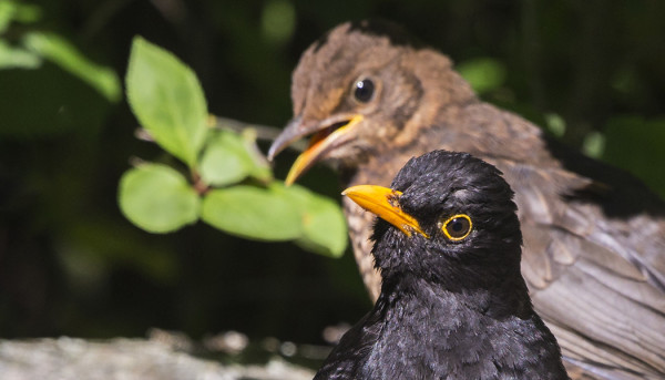 MUSTARASTAS ON PESINYT SAARELLA, AINAKIN 2 PÅRIA