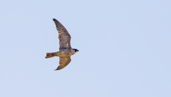 SYKSYN EKA NUORI MUUTTOHAUKKA MUUTTI LOUNAASEEN