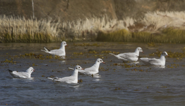 NAURULOKKEJA HENGAILEE RUNSAASTI RANTAVESISSÄ
