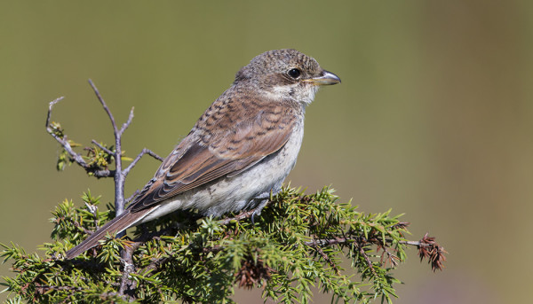 SAARESSA ON PARI POIKUETTA PIKKULEPINKÄISIÄ