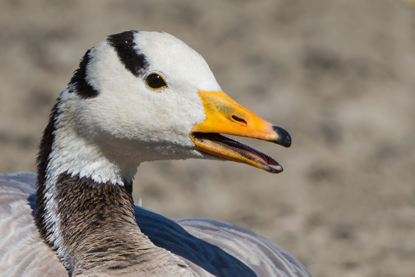 tiibetinhanhi_08_Turku_08_15