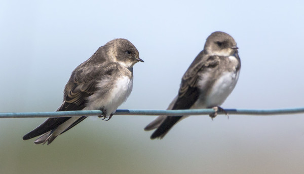 TÖRMÄPÄÄSKYJÄ ON JOSTAIN ILMESTYNYT SAAREEN
