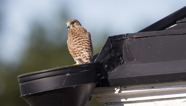 TUULIHAUKKOJA, PÄÄOSIN NUORIA, ON PALJON JO MUUTOLLA