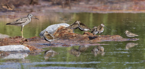 ITÄRANNALLA ON VAIHTELEVASTI KAHLAAJIA, TÄSSÄ VALKOVIKLO, SUOSIRREJÄ JA LAPINSIRRI
