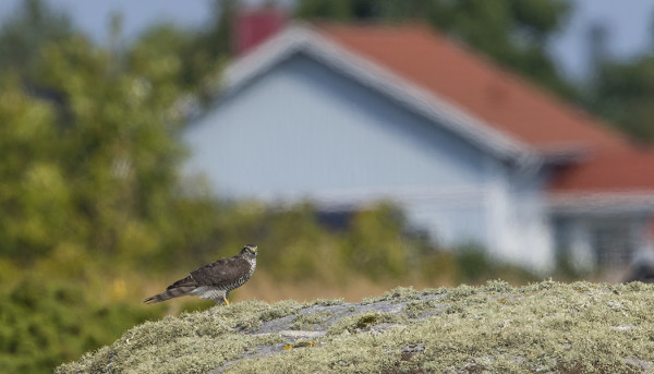 VARPUSHAUKKOJA ON RUNSAASTI LIIKKEELLÄ