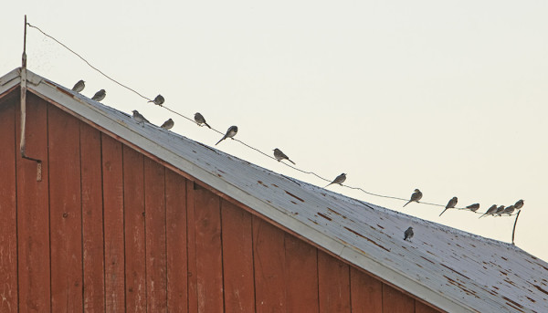 SATAMAN VENEVAJOILLA YÖPYY ENIMMILLÄÄN 50-60 VÄSTÄRÄKKIÄ