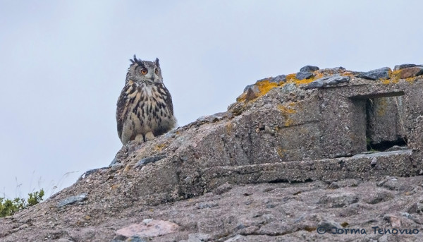 HUUHKAJA PATTERIMÄELLÄ ILLANSUUSSA