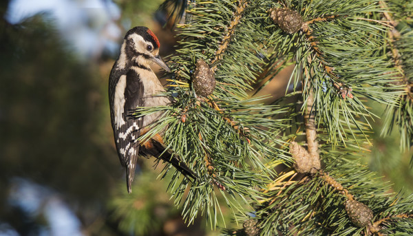 KÄPYTIKKOJA ON HYVIN LIIKKEELLÄ MUTTA HARVINAISEMMAT TIKAT PUUTTUVAT, AINAKIN VIELÄ