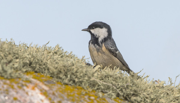 KUUSITIAISET RUOKAILIVAT SAMMALEELLA KUN PUITA EI ULKOLUODOILLA OLE