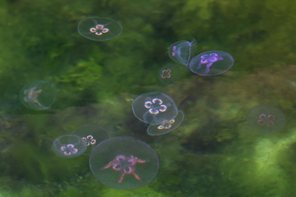 OUTI KUVASI MEDUUSOITA MEIDÄN LAITURILTA