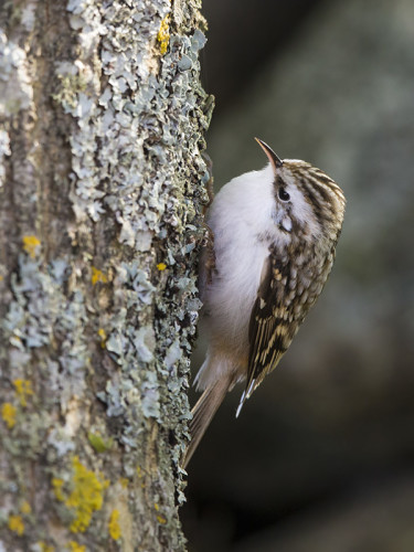 PUUKIIPIJÄT MUUTTAVAT NYT!