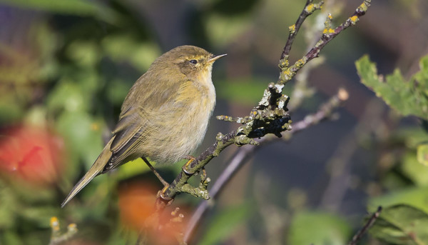MATKAVÄSYNYT TILTALTTI