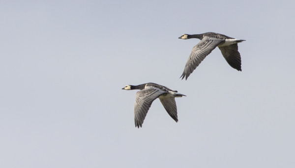 VALKOPOSKIHANHIA MENI VASTA MALTILLISIA MÄÄRIÄ