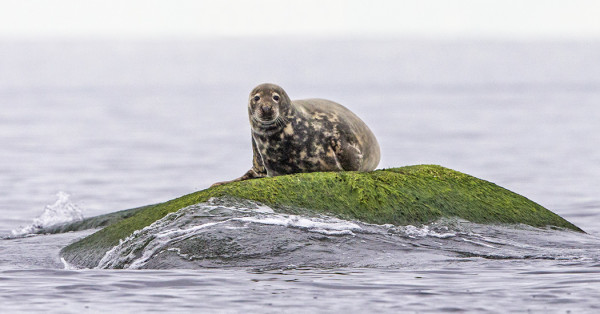 MUUTAMA HARMAAHYLJE KÖLLÖTTELI ULKOKIVILLÄ