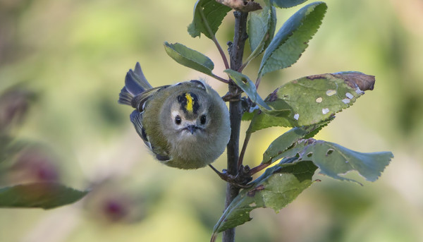 HIPPIÄISET OVAT AINA YHTÄ HAUSKOJA