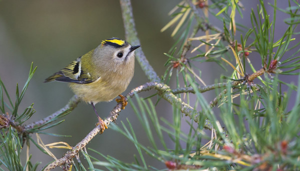HIPPIÄISTEN PÄÄMUUTTO ON NYT KÄSILLÄ