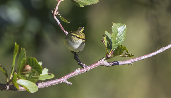 HIPPIÄISUUNILINTU ELI TUTTAVALLISEMMIN PRO HYÖRI LAMMASHAAN REUNALLA