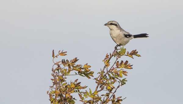 MUUTAMA ISOLEPINKÄINEN ON VIIHTYNYT SAARESSA