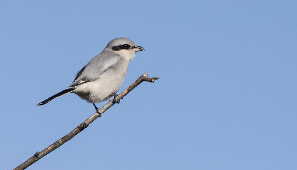 ISOLEPINKÄISIÄ ON TÄNÄ SYKSYNÄ OLLUT USEITA