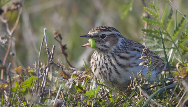 KANGASKIURU TANKKAA MUUTTOMATKAN LOMASSA