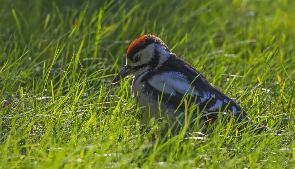 MUUTAMA KÄPYTIKKA NÄKYY PÄIVITTÄIN, USEIMMAT NUORIA LINTUJA