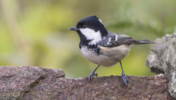 KUUSITIAISTEN LIIKE ON HIIPUNUT