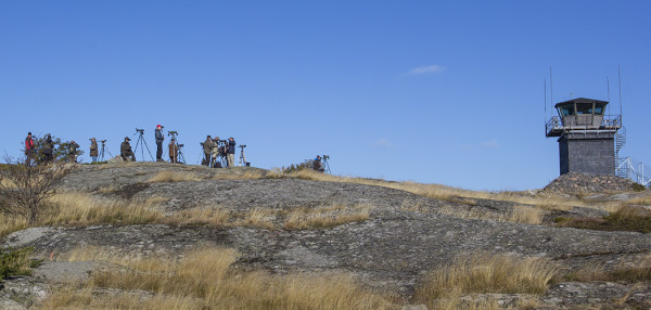 LINTUVÄKEÄ ON VIIME PÄIVINÄ OLLUT RUNSAASTI