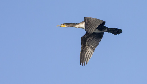 MERIMETSOISTA PÄÄOSA ON JO MUUTTANUT ETELÄMMÄKSI