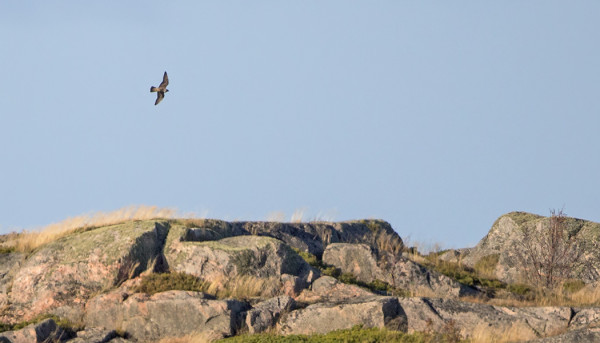 KAUKAA OTETTU KUVA MUUTTOHAUKASTA ORMSKÄRIN YLLÄ