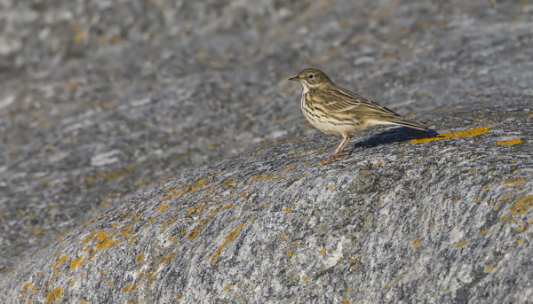 NIITTYKIRVISEN MUUTTOPIIKKI OSUU KUUNVAUHTEESEEN