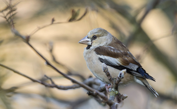 NAARAS NOKKAVARPUNEN VIERAILI MEIDÄN SAUNALLA