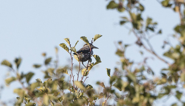 KAUKAINEN DOKUMENTTI TOISESTA PÄHKINÄHAKISTA