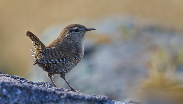 PEUKALOISIA ON NYT RUNSAASTI