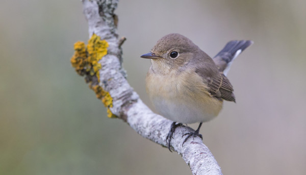 TÄNÄÄN OLI VIELÄ 5 PIKKUSIEPPOA SAARESSA