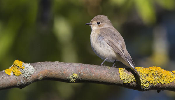 NUORI PIKKUSIEPPO VIIVYTTELEE EDELLEEN KOULUN LÄHISTÖLLÄ