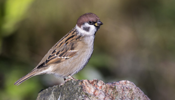SYKSYN EKA PIKKUVARPUNEN