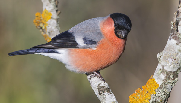 PUNATULKKUJA ON NYT RUNSAASTI MUUTOLLA