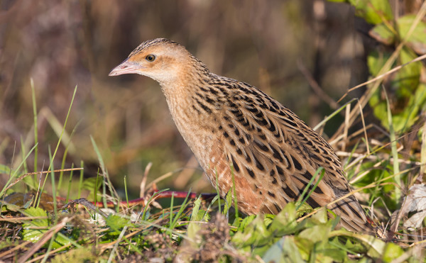 ruisraakka_02_Turku_10_15