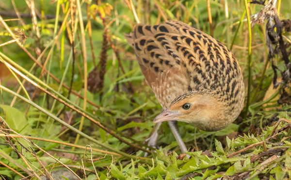 ruisraakka_04_Turku_10_15