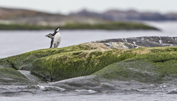 TALVIPUKUUN VAIHTAVA RUOKKI LÖYTYI ULKOLUODOLTA