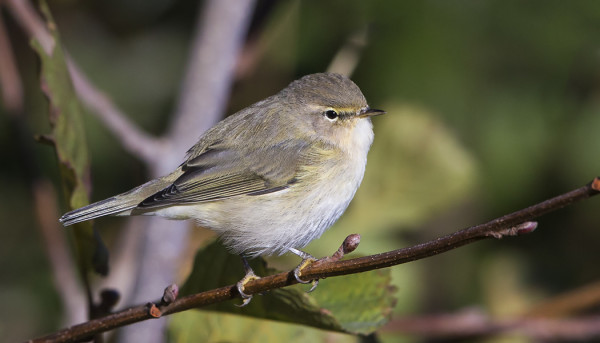 TILTALTTEJA ON EDELLEEN PÄIVITTÄIN