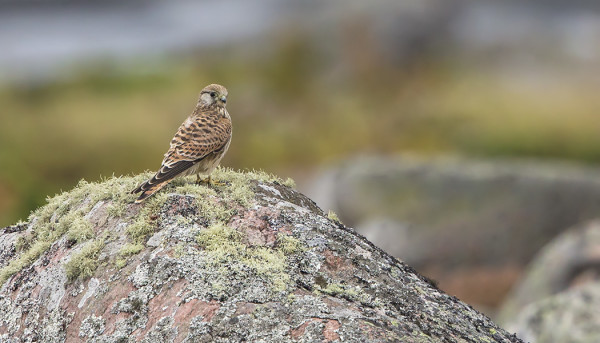 JOKUNEN TUULIHAUKKA ON VIELÄ MUUTOLLA