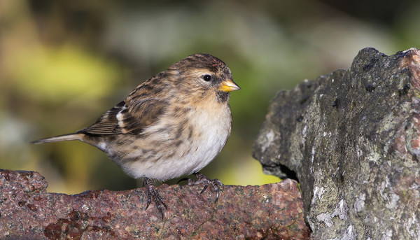 RUSKEITA URPIAISIA, EI KUITENKAAN "KUNNOLLISIA" CABAREITA ON HYÖRINYT MUUTAMA SAARESSA
