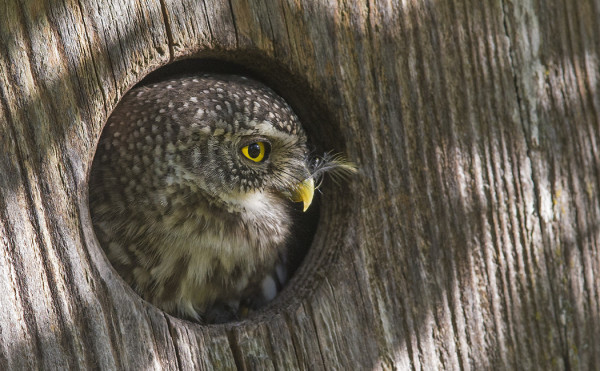 VARPUSPÖLLÖ ILMESTYI SAAREEN!
