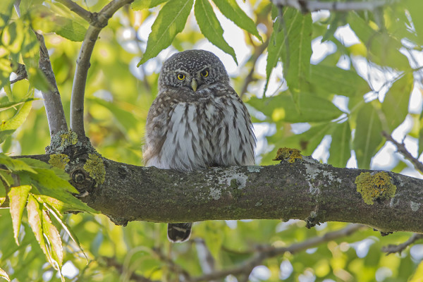 VARPUSPÖLLÖ KILLISTELI AAMULLA LEHTIPUIDEN VARJOSSA